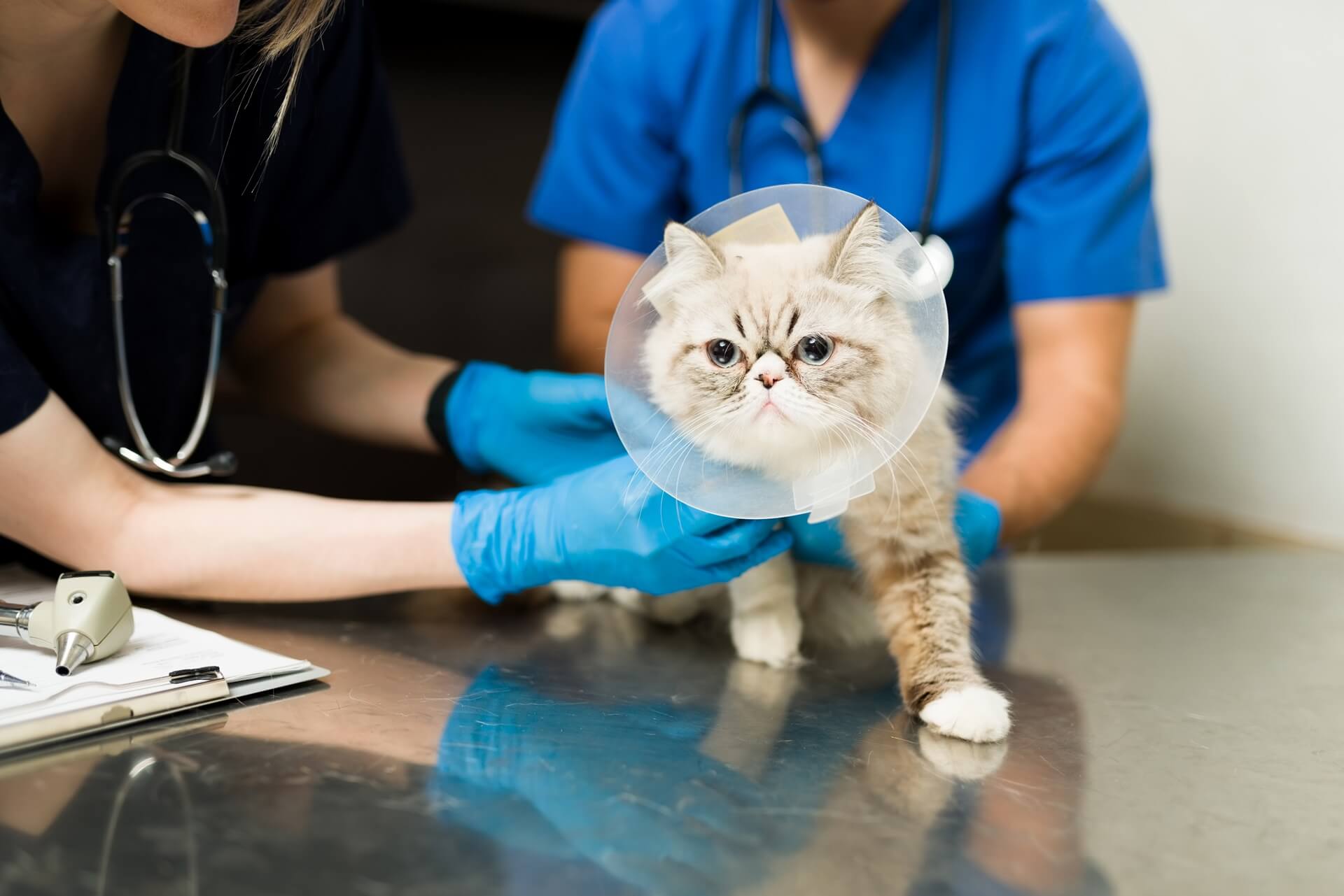 Pet General Surgery In Visalia, CA 93292 Lone Oak Veterinary Clinic