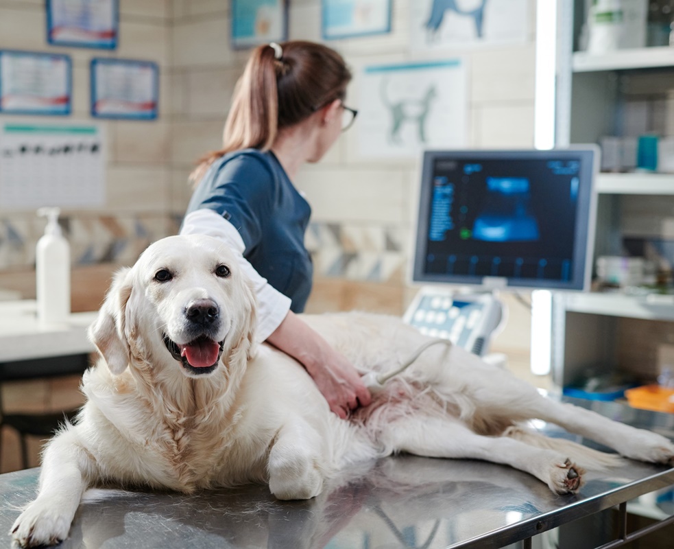 Doctor performing an ultrasound on dog