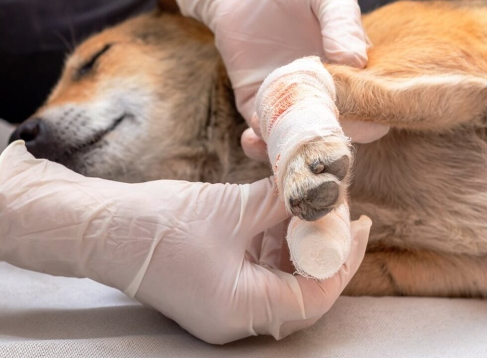 Pet Orthopedic Surgery In Visalia, CA 93292 Lone Oak Veterinary Clinic