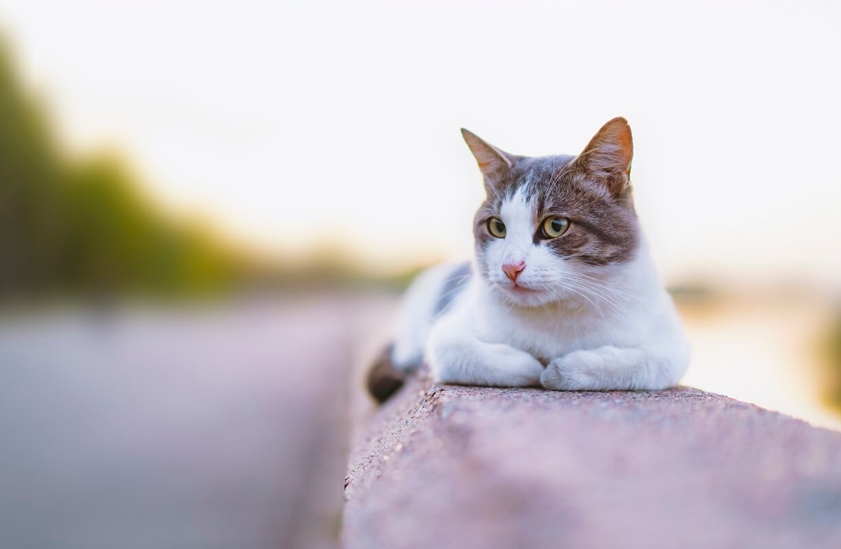 Lone Oak Veterinary Clinic Photo Gallery Vet Clinic In Visalia, CA 93292