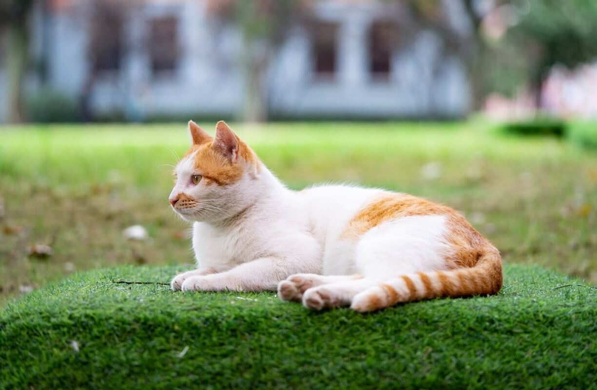 Lone Oak Veterinary Clinic FAQs