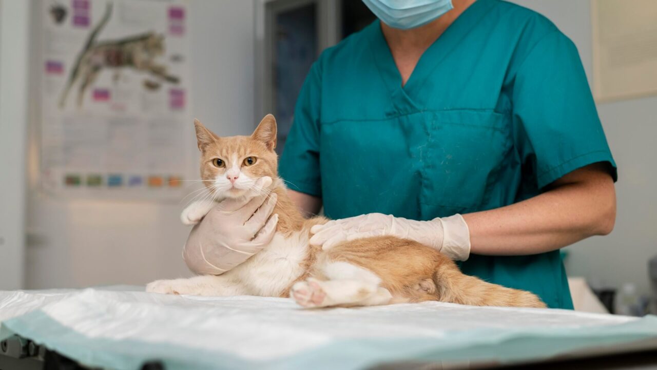 Visalia, CA 93292 Veterinary Services Lone Oak Veterinary Clinic