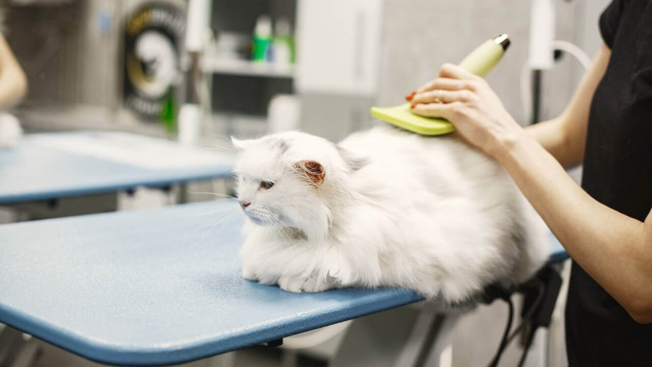 Visalia, CA 93292 Veterinary Services Lone Oak Veterinary Clinic