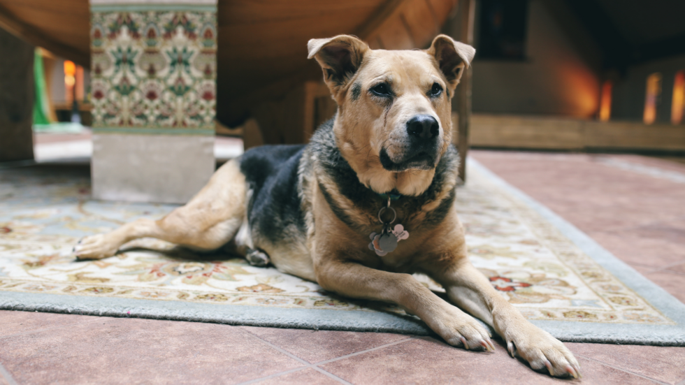 Visalia, CA 93292 Veterinary Services Lone Oak Veterinary Clinic