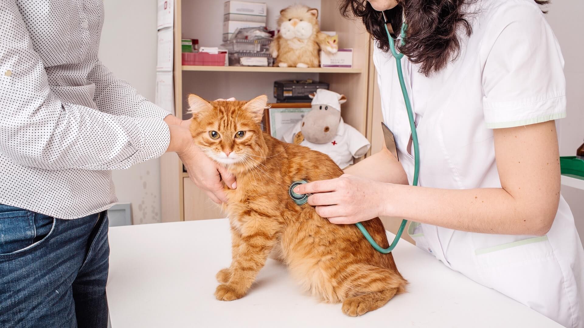 Visalia CA 93292 Veterinary Services Lone Oak Veterinary Clinic visalia-ca-93292-veterinary-services-lone-oak-veterinary-clinic